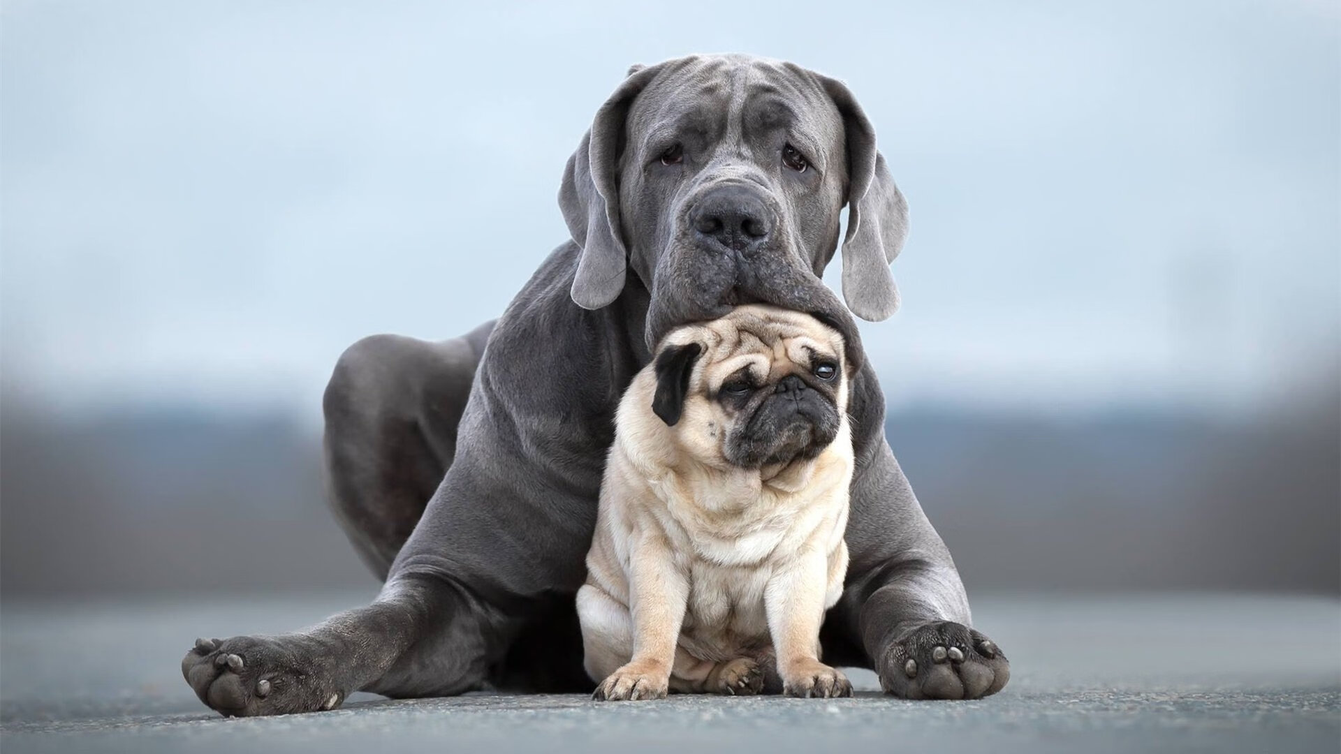 中国篮球出版物数量增加内容质量不断提升，我国篮球