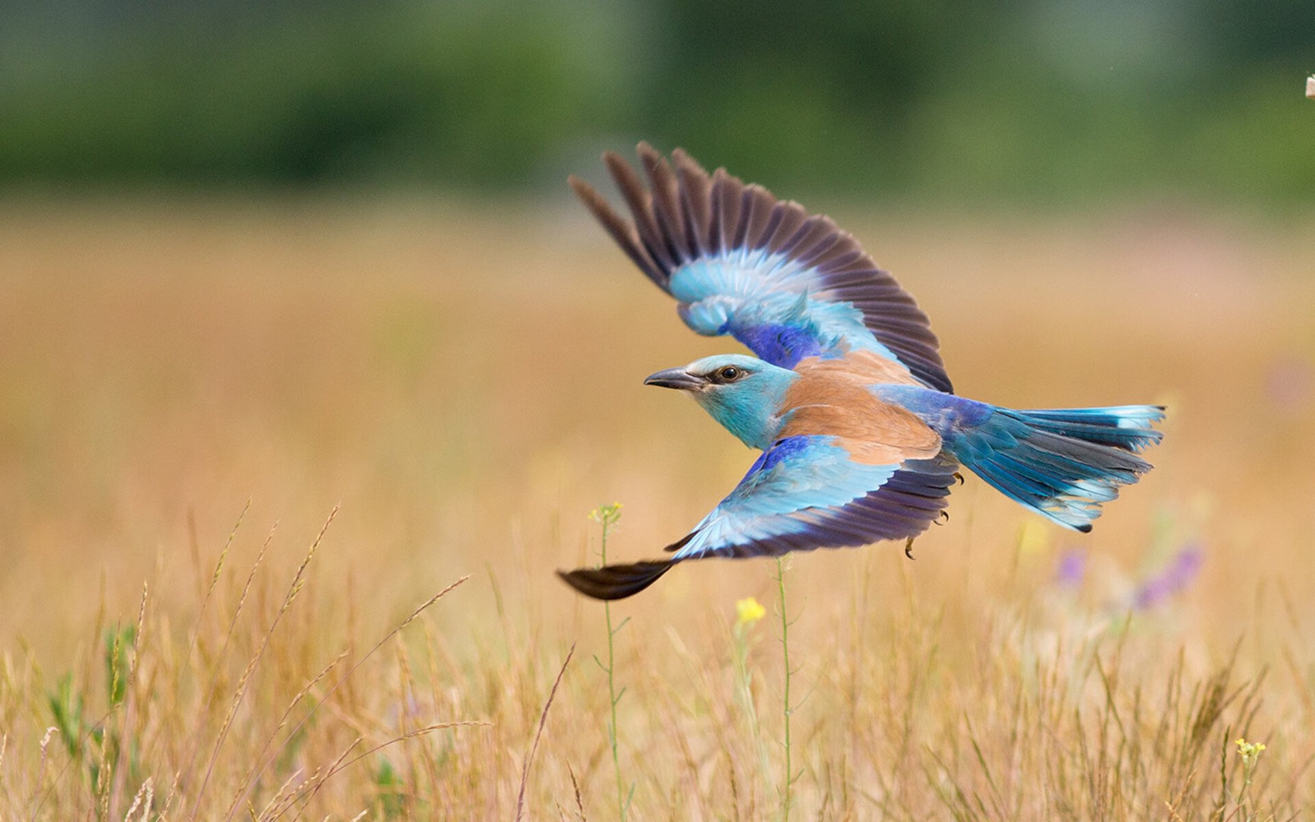 广东队保持连胜状态全队士气高涨,广东队官方致敬对手