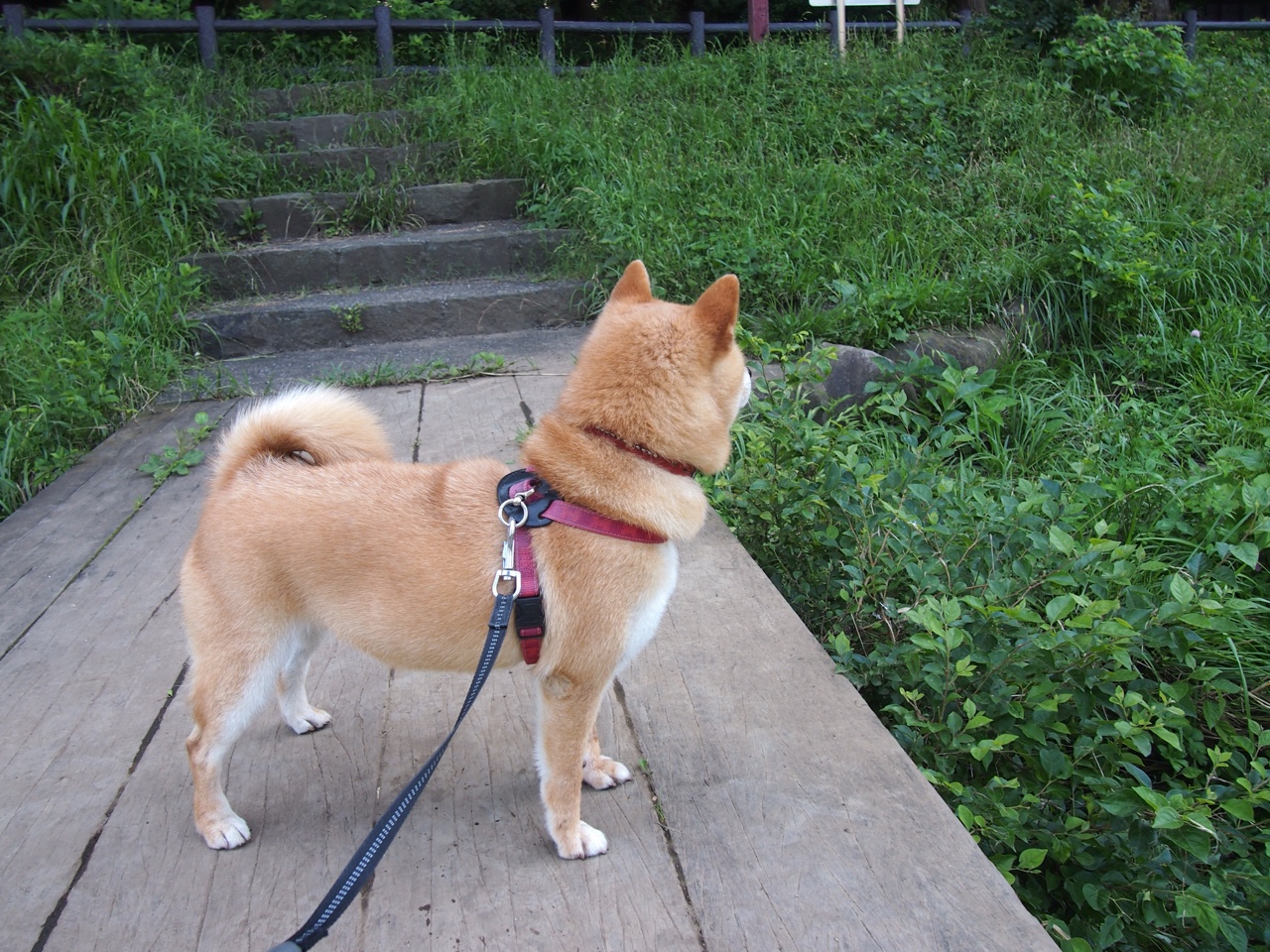 查尔莫斯冲刺惊艳全场,查尔莫斯防守怎么样