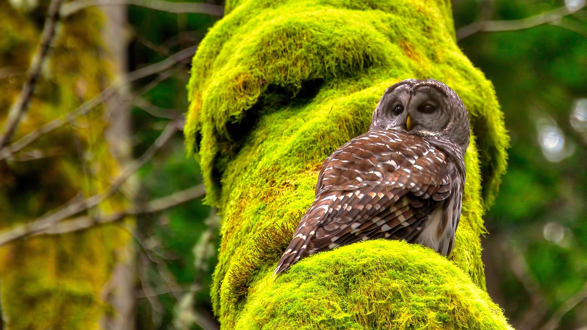 辽宁飞豹轮换阵容保持高强度压迫，辽宁飞豹队徽图片