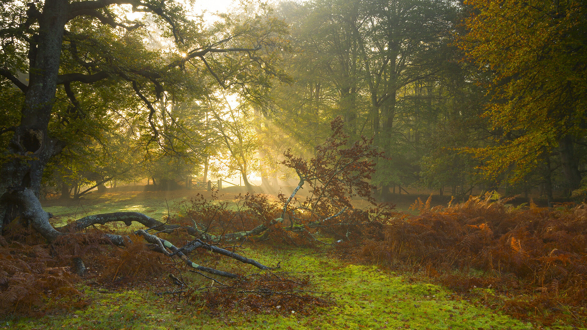中国足球联赛推动建立青少年人才数据库,中国足协青少年足球联赛