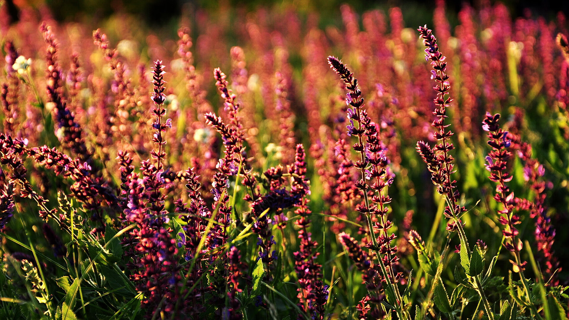 中国足球青训中心加强学业与训练双轨发展，我国足球青训发展现状