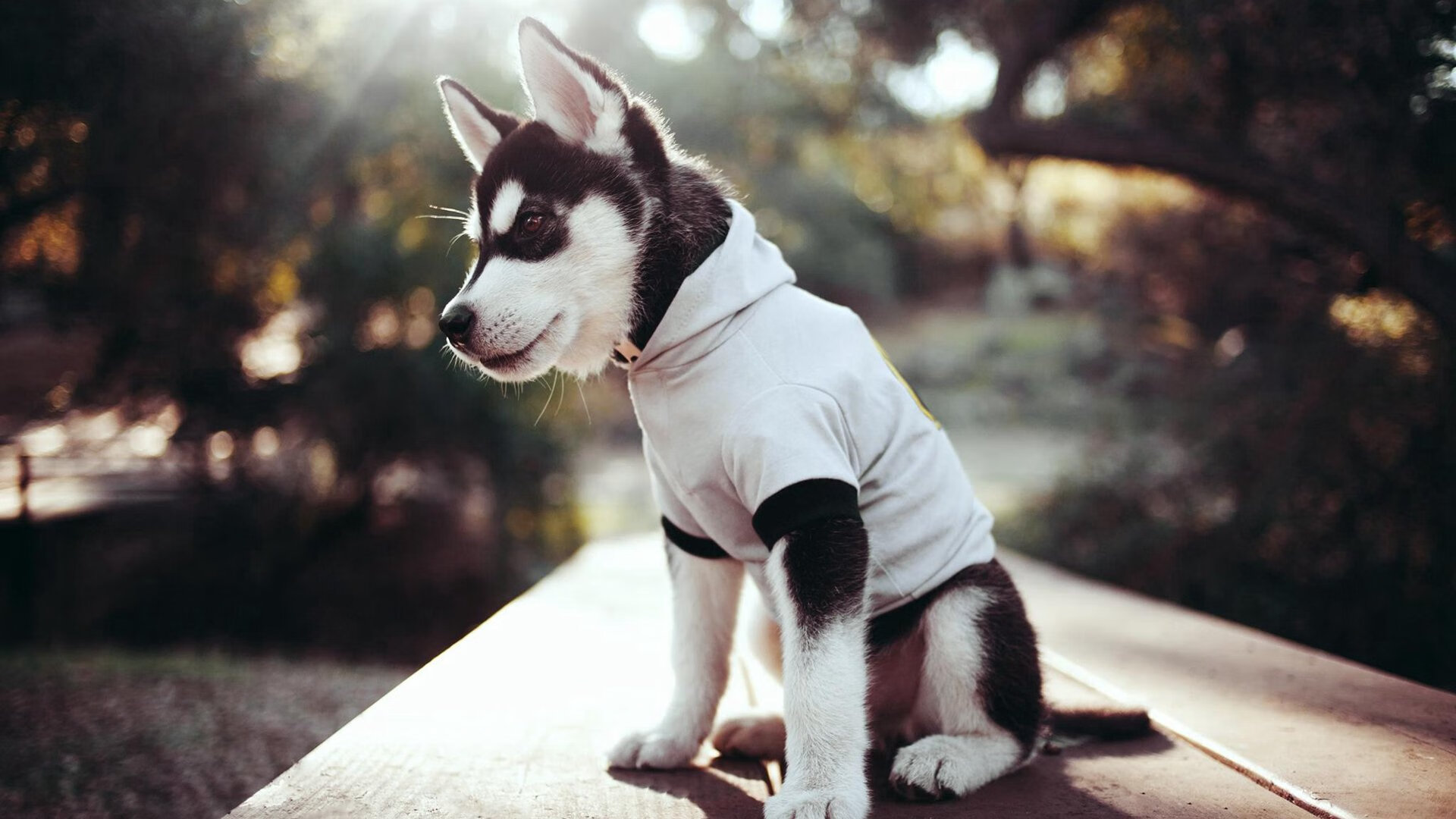 中国足球青训中心加强学业与训练双轨发展，我国足球青训发展现状