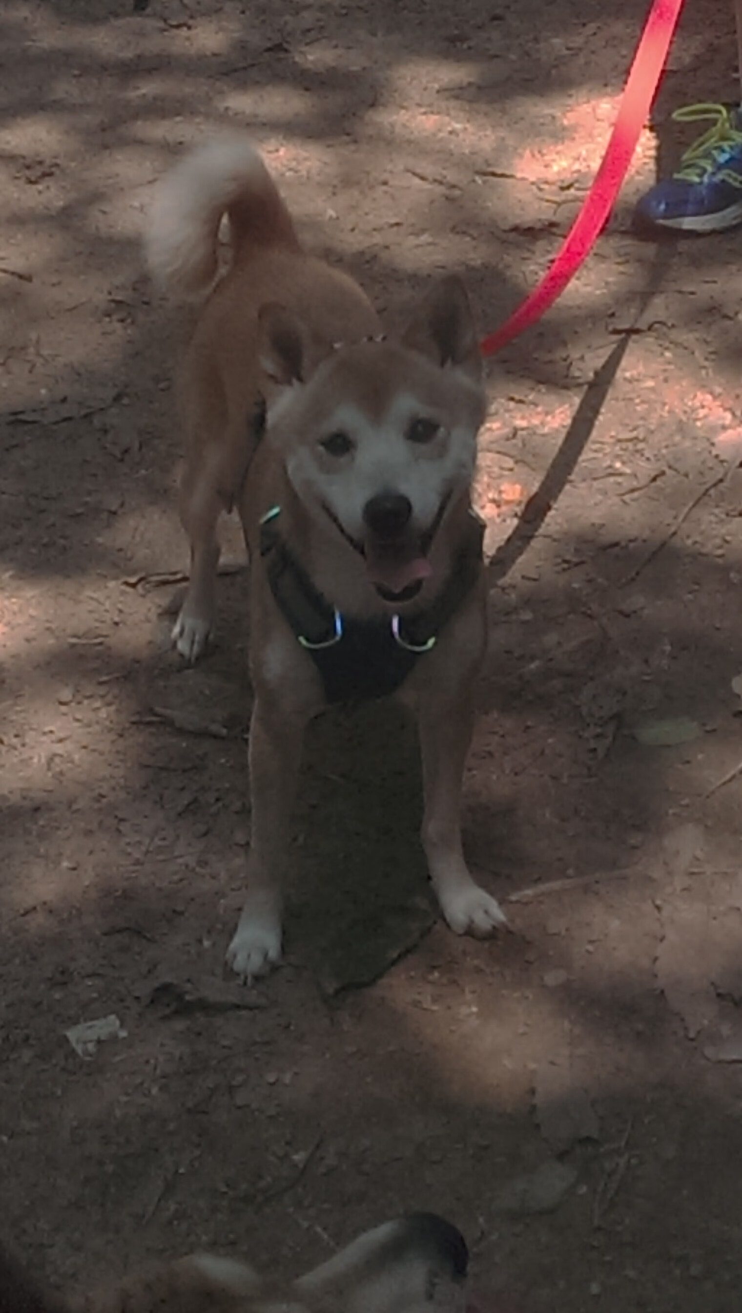 开云体育官方网站登陆-奥康纳成为袋鼠队的进攻核心，表现引领全队，南奥袋鼠